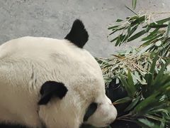 -青藏高原野生动物园