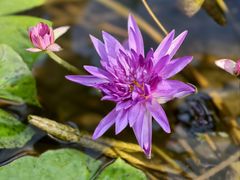 -国家植物园南园