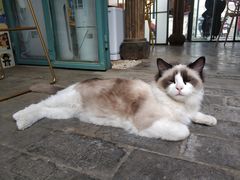 -喵屿·大理花园猫咖