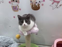 -糯米喵星人总部直营旗舰店·猫舍·幼猫出售