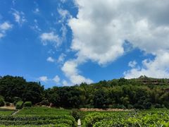 -雁南飞茶田景区