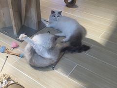 -momokira米努特·德文卷毛猫·棉花面纱犬