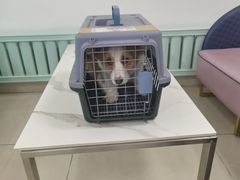 -北京观赏动物医院·24小时大型综合·猫专科·异宠专科