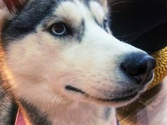-Husky Go! 哈士奇体验馆·宠物咖啡厅狗咖