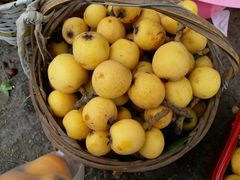 -塘栖枇杷特色园区