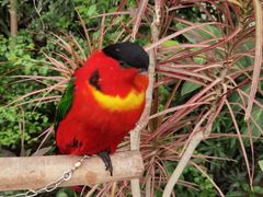 -南宫五洲植物乐园