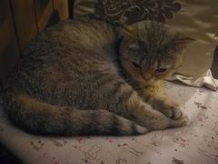 -猫色咖啡·猫咖