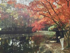 -秋霞圃
