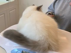 -momokira米努特·德文卷毛猫·棉花面纱犬