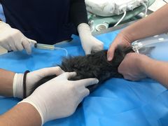 -纳吉亚猫专科动物诊疗中心(蒋宅口分院)