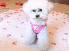 -喜多萌中农锦绣动物医院24H·猫科·牙科MRI·CT