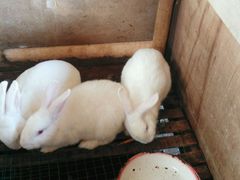 -田野绿世界