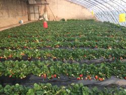 -蓝呗呗蓝莓草莓采摘园(通州区马驹桥店)