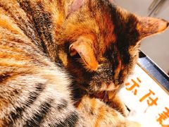 -猫的天空之城概念书店(杭州南宋御街店)