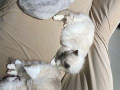 -怪兽屋·羊驼·猫咖·狗咖(俊华广场店)