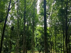 -象山森林公园