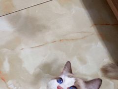 -贝来恩24H动物医院·转诊中心(稻香路店)