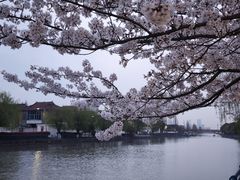 -高东镇樱花园
