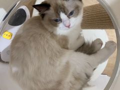 -1013 PET SHOP精品宠物商店(丁香店)