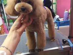 -爱宠屋pet shop·宠物洗澡·宠物美容