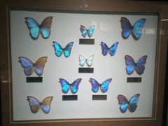 -上海昆虫博物馆