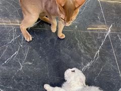 -小猫来了·猫咪专售(红山六九七九店)