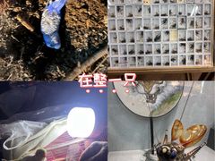 -中环花鸟鱼虫市场
