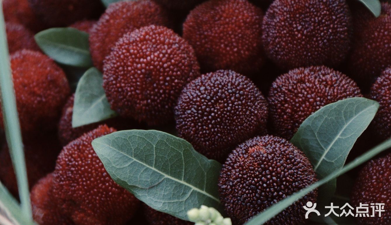 江浙沪周边游 | 又到杨梅季仙居杨梅熟了