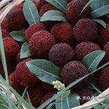 江浙沪周边游 | 又到杨梅季仙居杨梅熟了