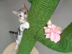 -飞行喵MR PILOT|猫舍·猫咖(静安大融城店)