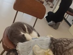 -共舞时光猫咖·狗咖(新街口店)