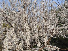 -桃花堤公园