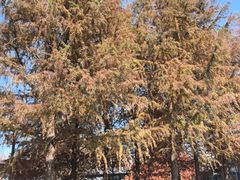 -黄海国家森林公园