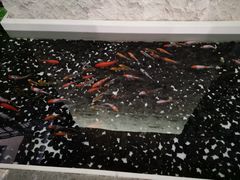 -太湖饭店玉兰厅(自助餐厅)