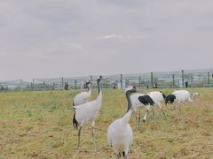 -盐城丹顶鹤湿地生态旅游区