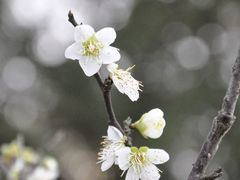 -无锡梅园公园