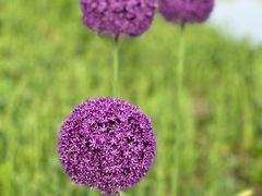 -花开海上生态园