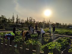 -前小桔亲子创意农场·草莓采摘·露营烧烤