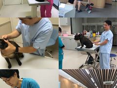 -爱妮康宠物医院·干细胞免疫细胞·肿瘤·心脏(张江店)