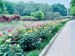 -大望京公园