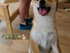 -南京Hallo宠物乐园·哈罗犬舍·柴犬繁育基地