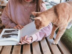 -Cappucimeow猫咪咖啡馆(韦伯时代店)