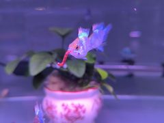 -大自然花鸟鱼虫市场