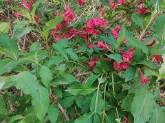 -长春公园(普阳街道)