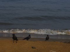 -尼甘布海鲜市场