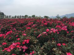 -曲江薰衣草庄园