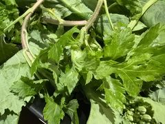 -罗平振兴老店砂锅饭(文笔路店)