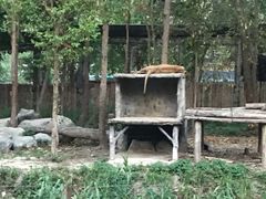 -清迈夜间动物园