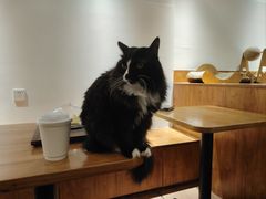 -有猫主题·治愈系猫咖(曾厝垵店)