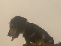 -爱侣宠医·鹦鹉专科·小型哺乳类·异宠专科(灵石路店)